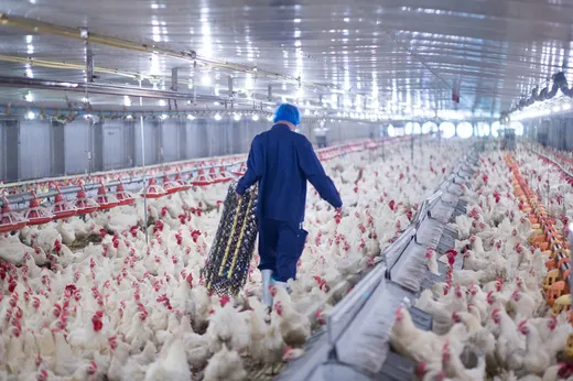 Poultry farm